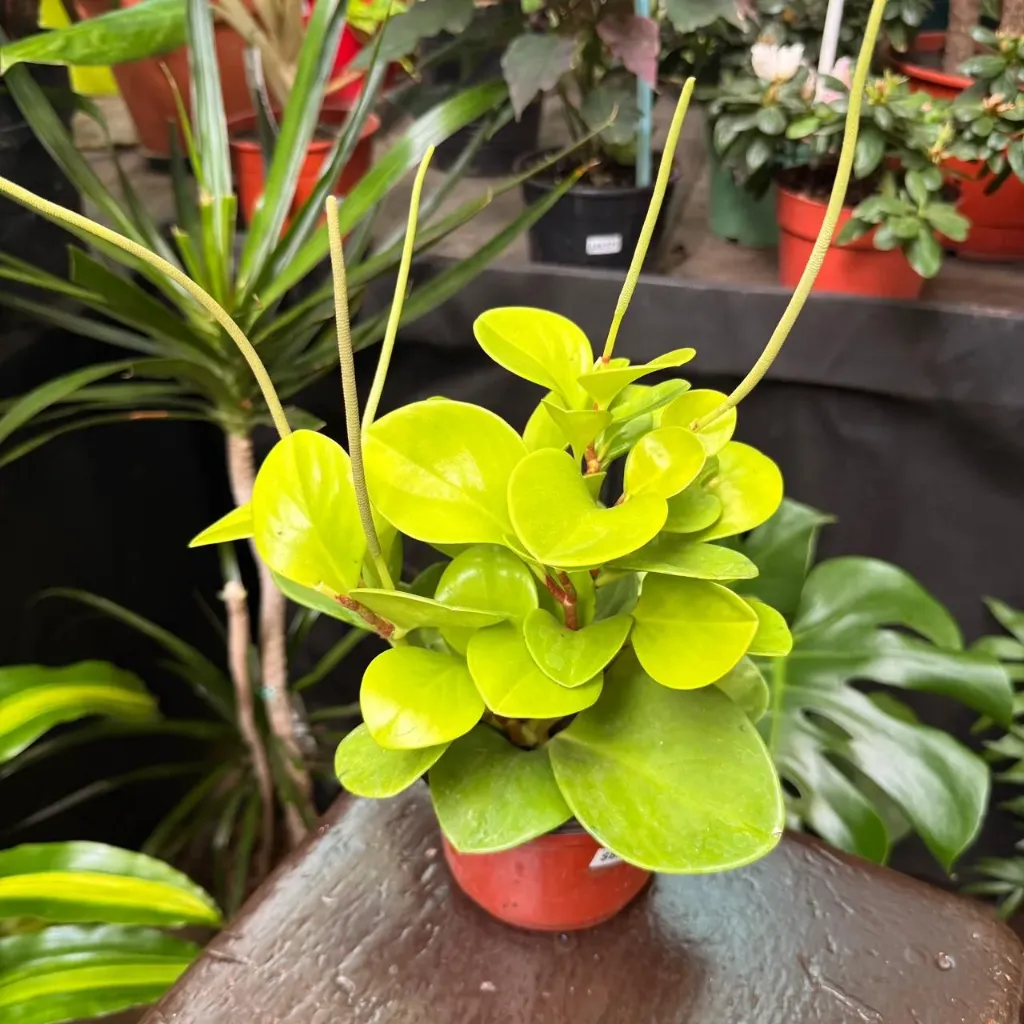 Peperomia obtusifolia 'Lime' "Peperomia Lemon"