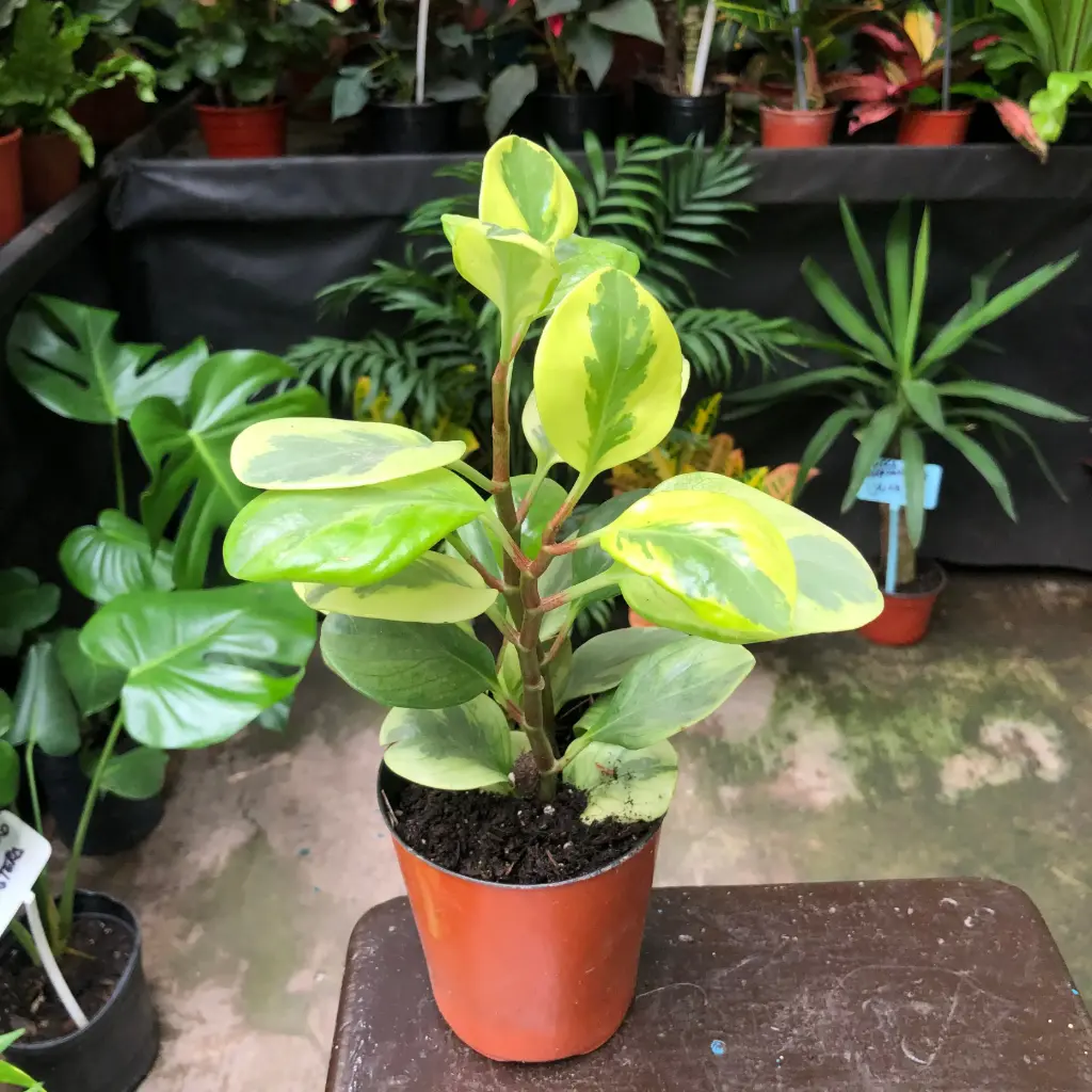 Peperomia Magnifolia variegada