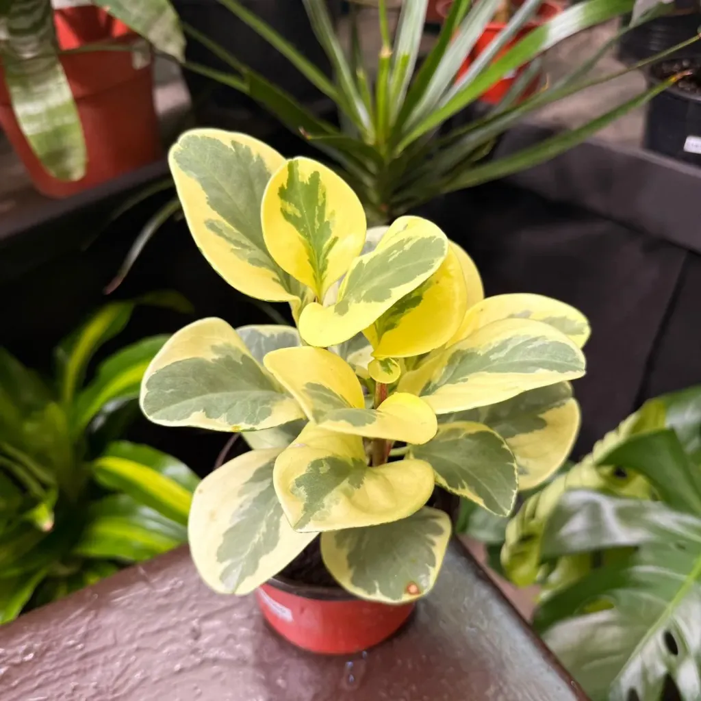 Peperomia Magnifolia variegada