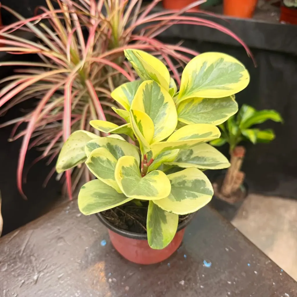 Peperomia Magnifolia variegada