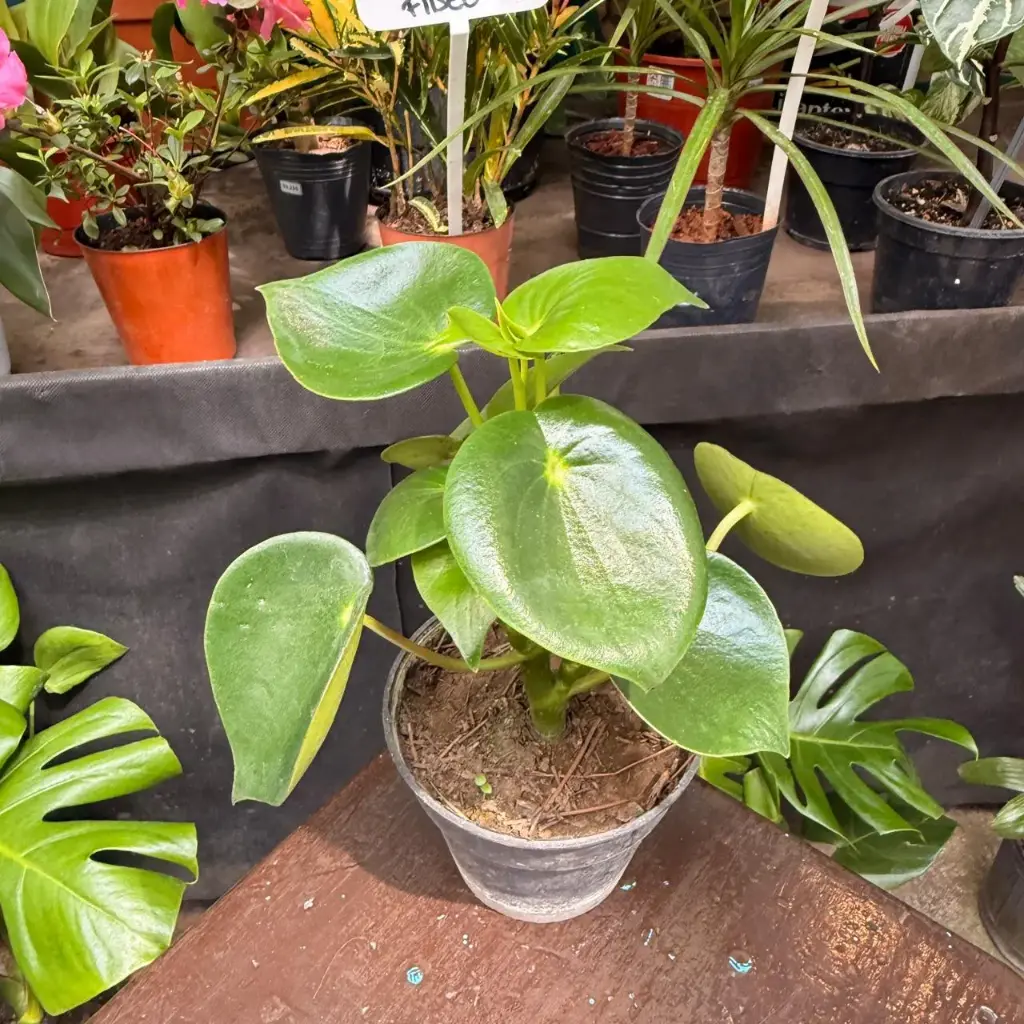 Peperomia polybotrya "Peperomia gotita"