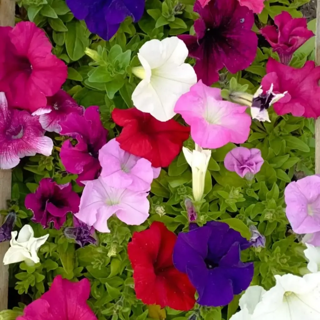 Petunia x hybrida "Petunia" plantin