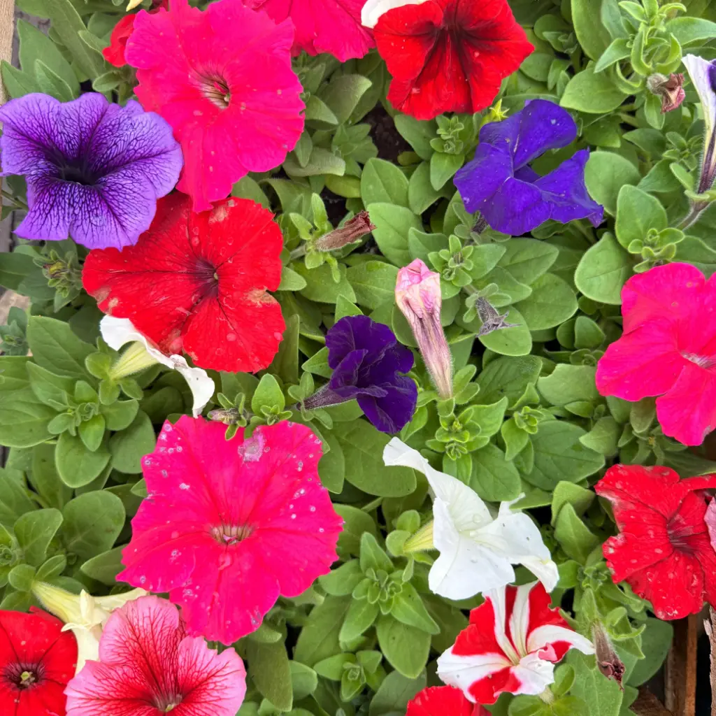 Petunia x hybrida "Petunia" plantin