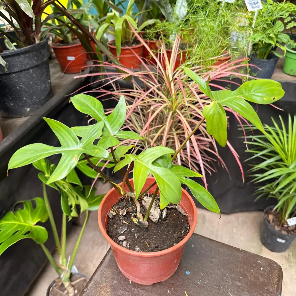 Philodendron pedatum "Philodendro Florida"