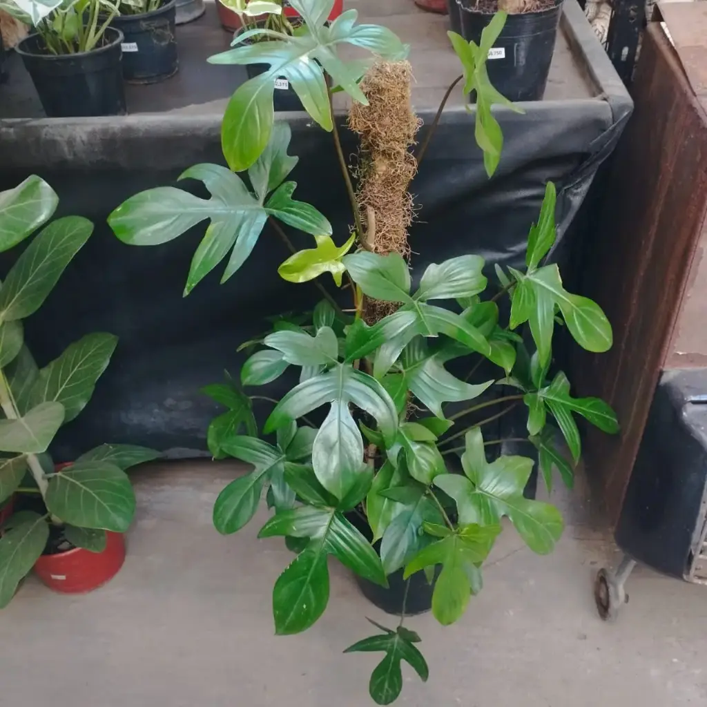 Philodendron pedatum "Philodendro Florida" tutor