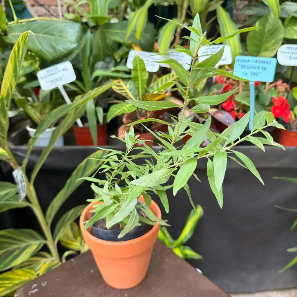 Aloysia polystachya "Burrito"
