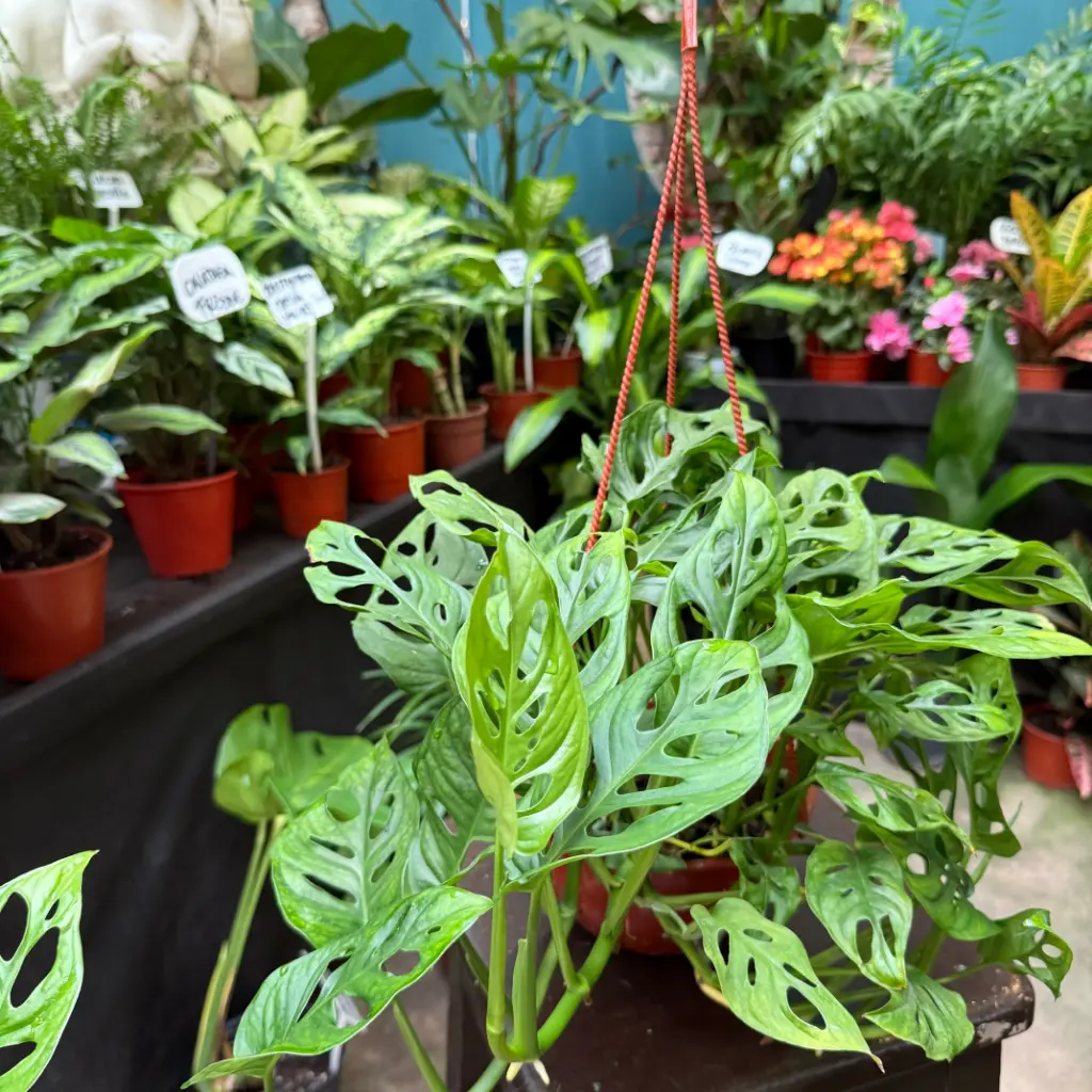 Monstera adansonii "Philodendro Peruviano" colgante