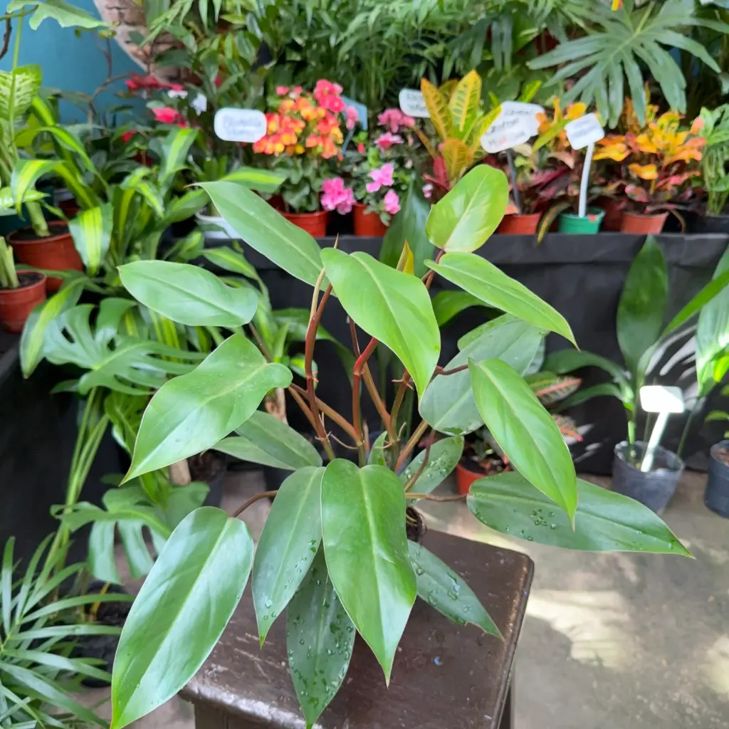 Philodendron erubescens "Philodendro Sanguíneo"