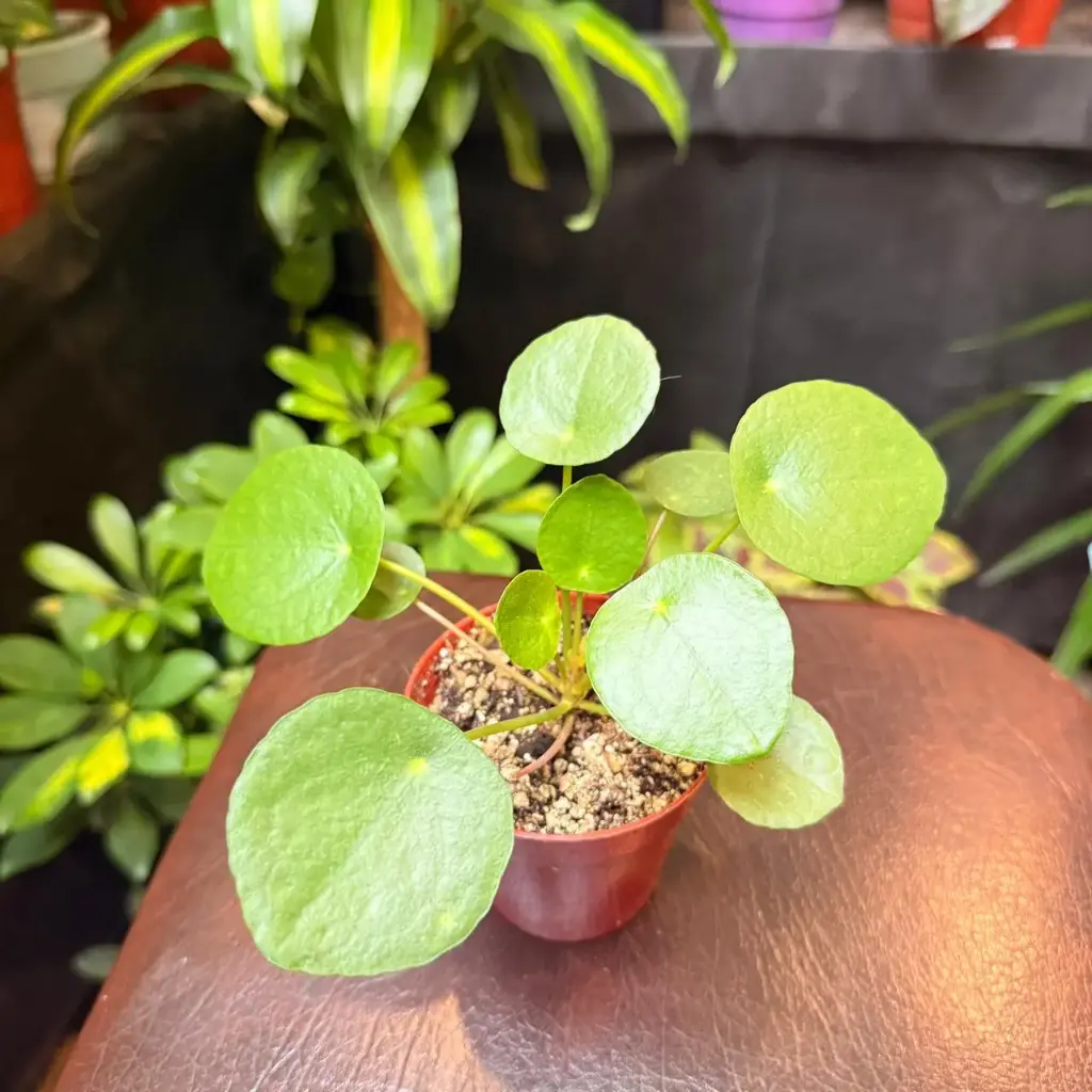 Pilea peperomioides