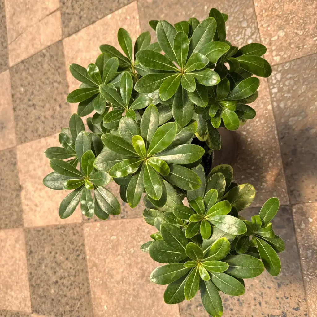 Pittosporum "Azarero disciplinado"