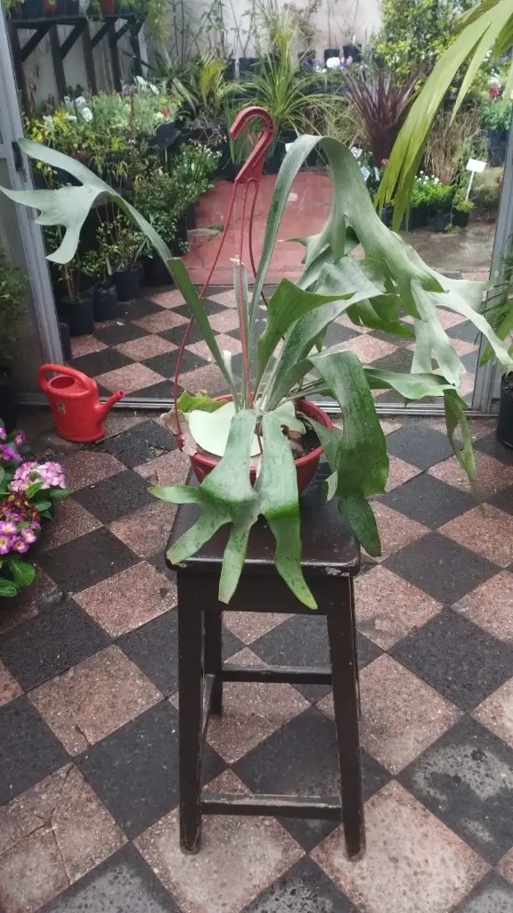 Platycerium bifurcatum "Cuerno de Alce" grande