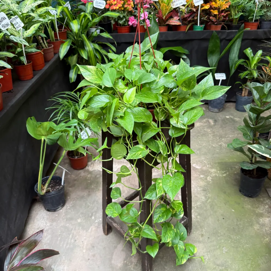 Epipremnum aureum "Potus" colgante largo 