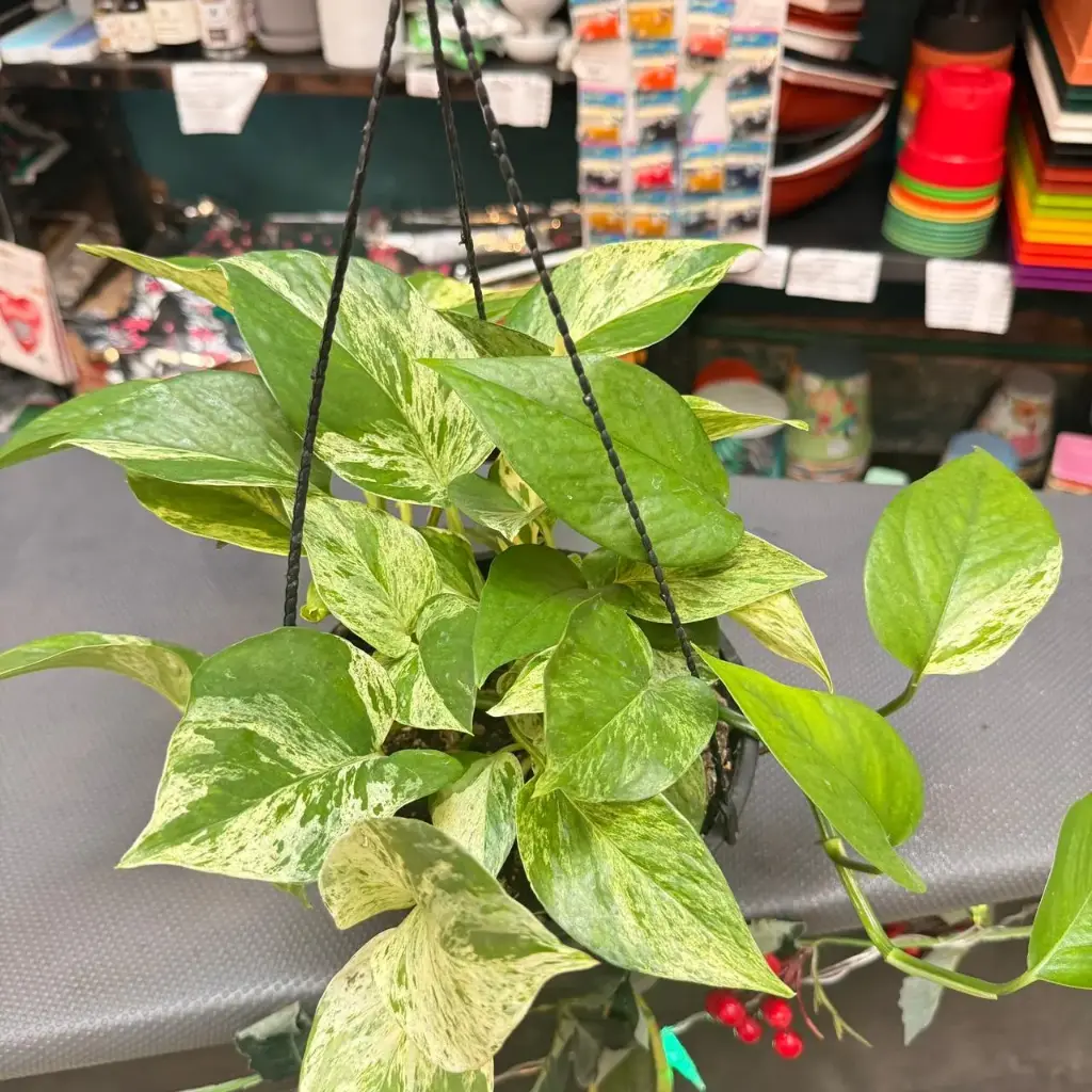 Epipremnum aureum "Potus marmolado" colgante
