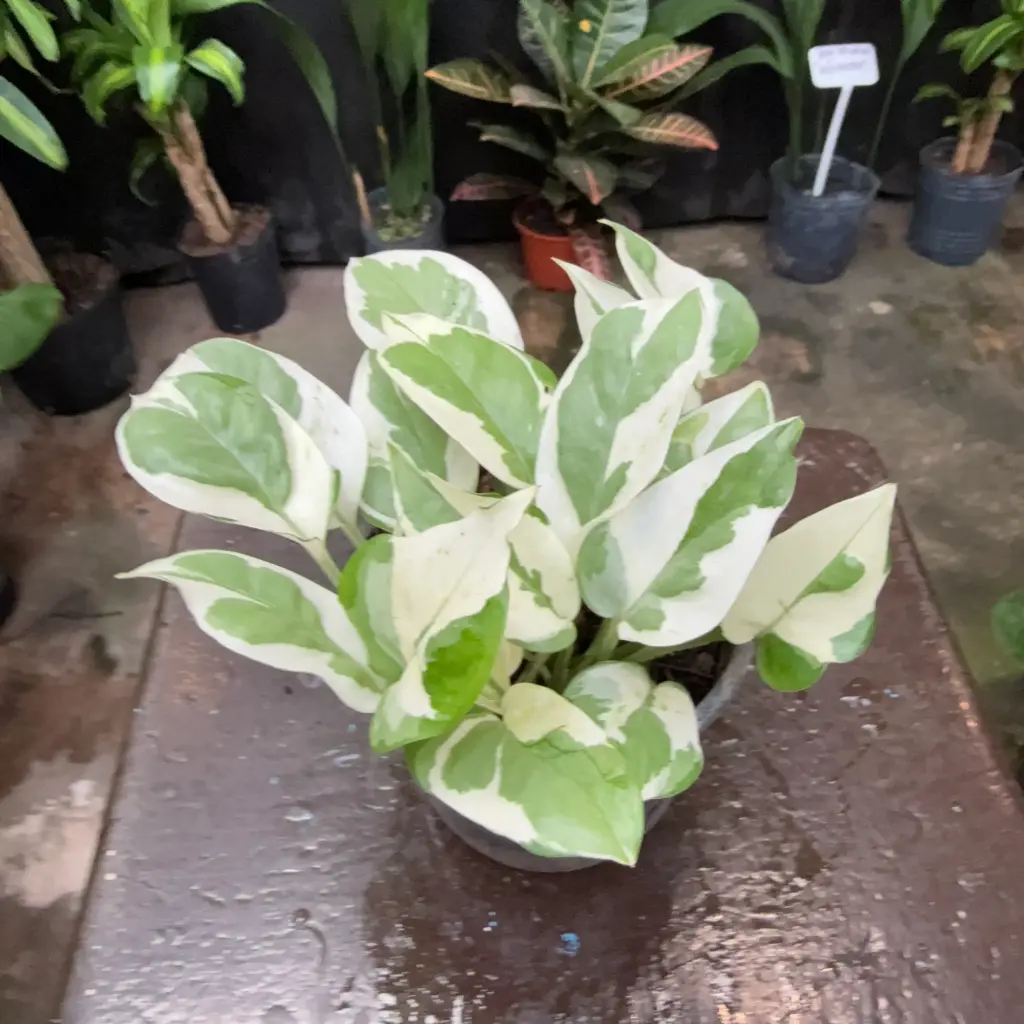 Epipremnum aureum "Pothus blanco" Maceta N°12