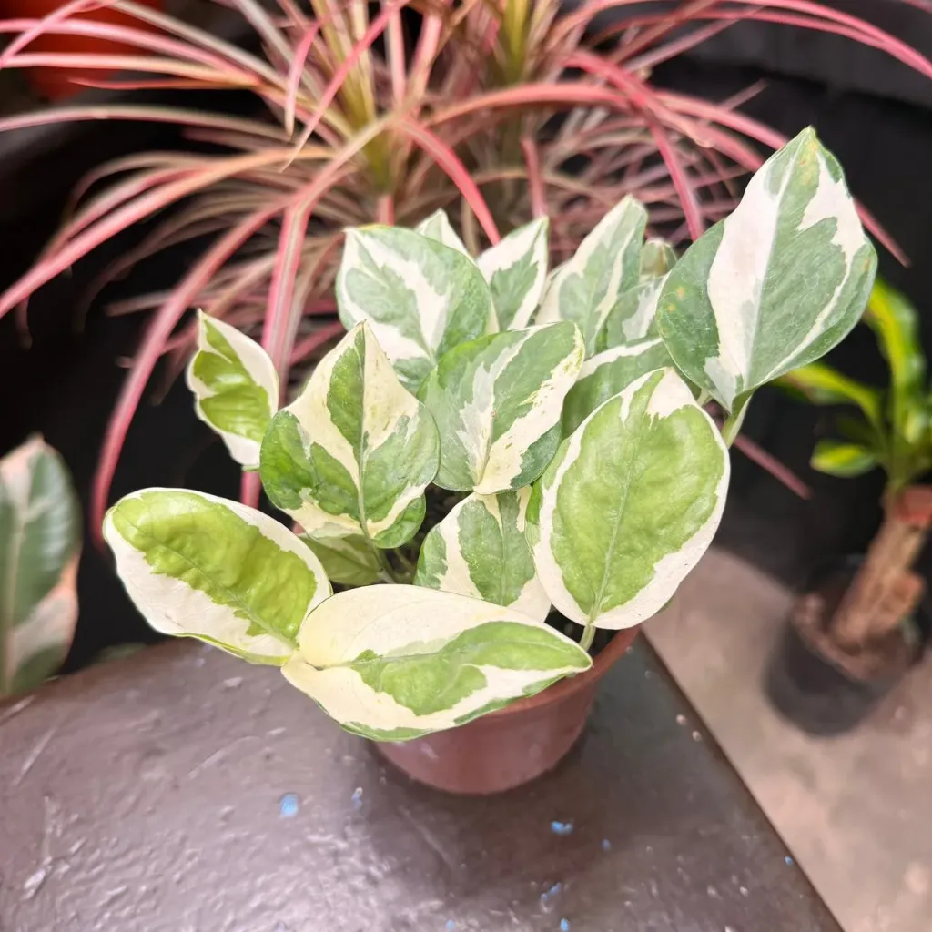 Epipremnum aureum "Potus blanco" chico