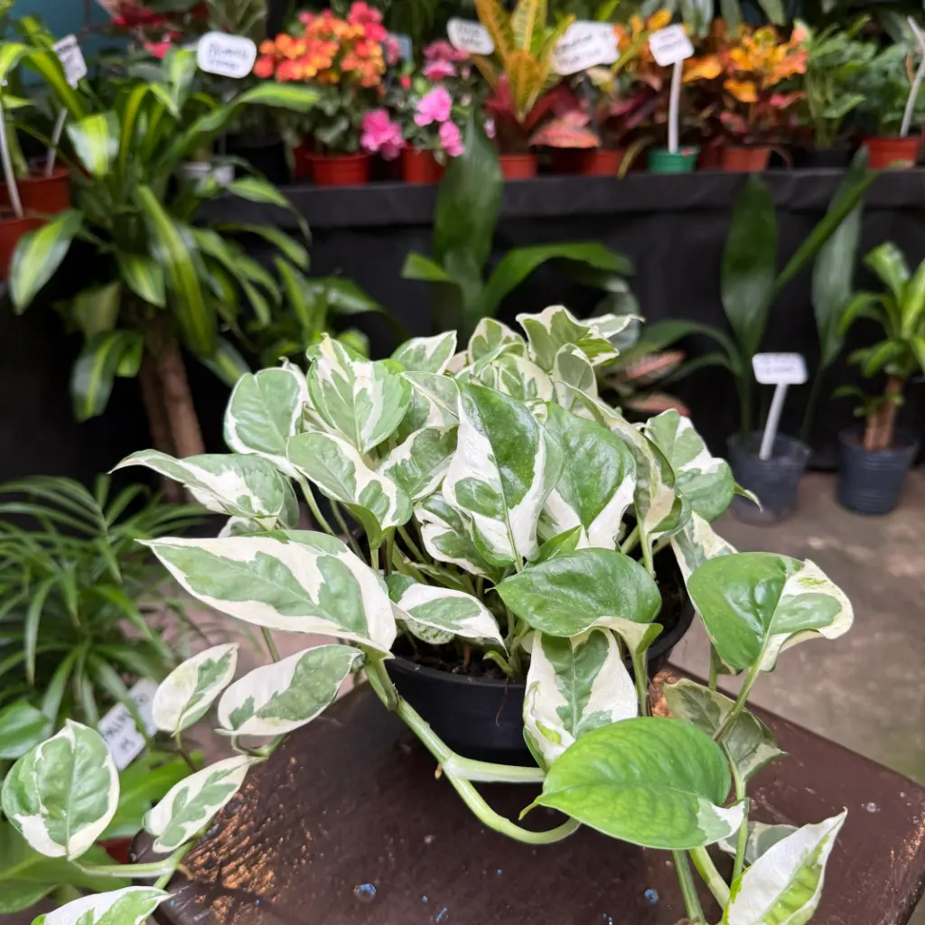 Epipremnum aureum "Pothus blanco" Bol 18