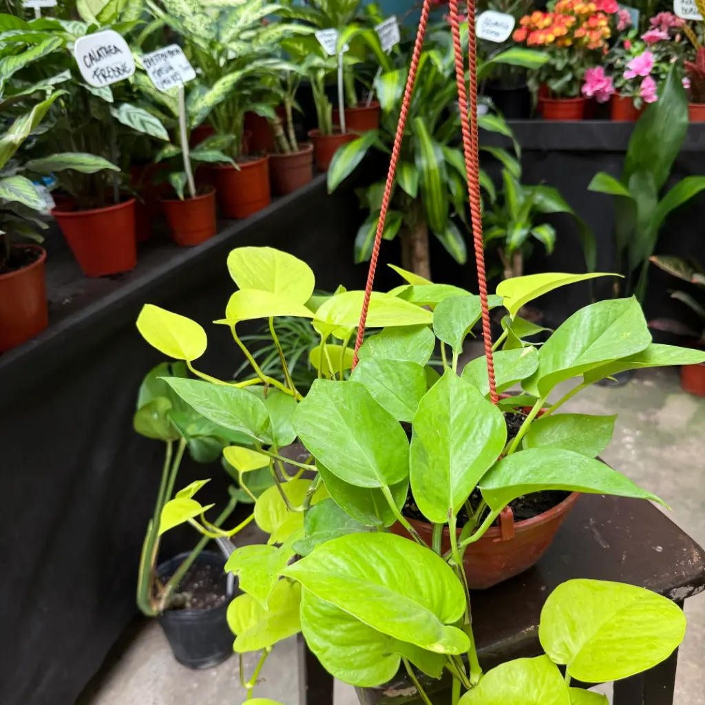 Epipremnum aureum "Potus Lemon" colgante