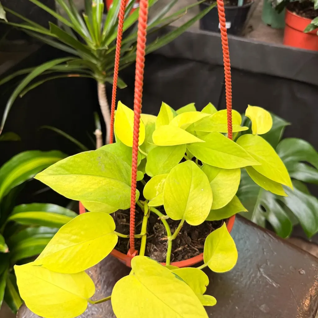 Epipremnum aureum "Potus Lemon" colgante