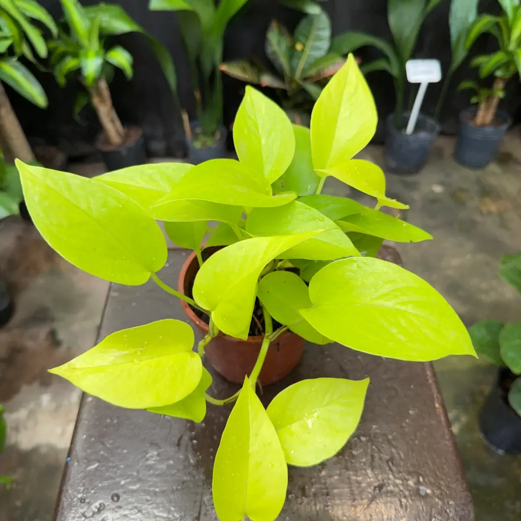 Epipremnum aureum "Pothus Lemon" Maceta N°12