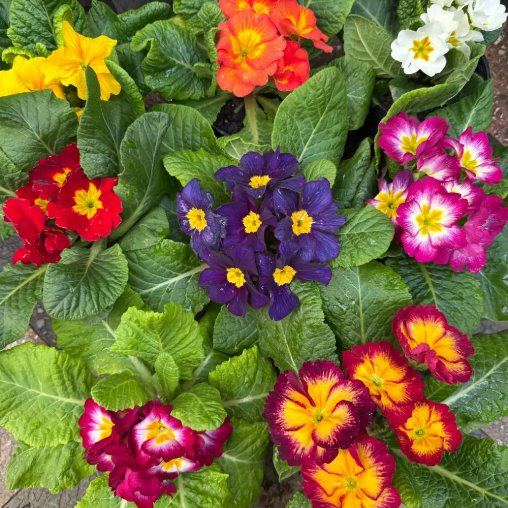 Primula acaulis "Primavera" plantín