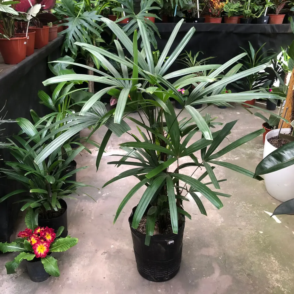 Rhapis excelsa "Raphis" mediana