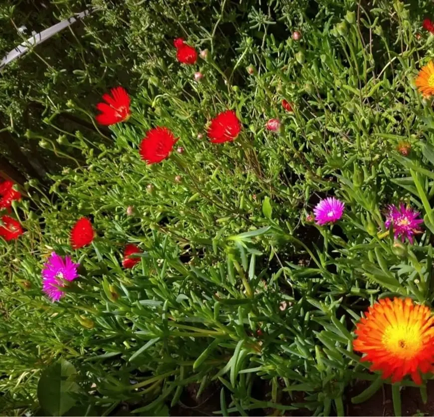Lampranthus multiradiatus "Rayito de sol" plantín