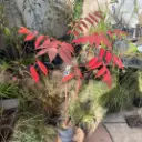Rhus zumaque "Rhus"