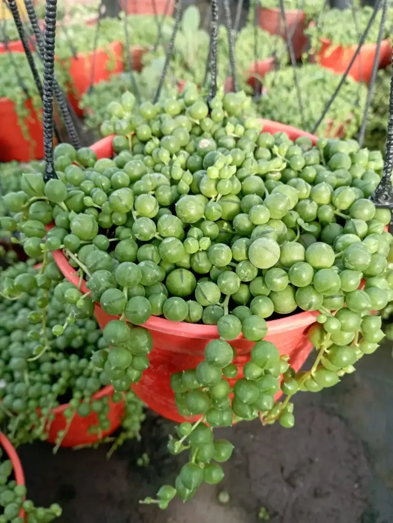 Curio rowleyanus "Rosario" Maceta N°14