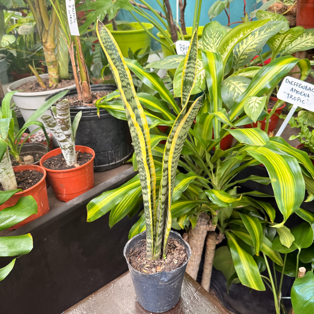 Dracaena trifasciata "Sansevieria" chico