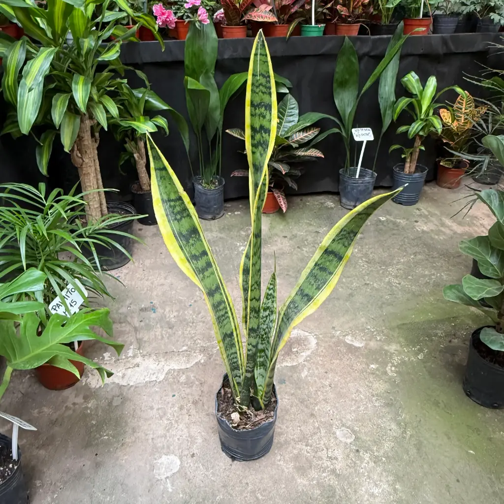 Sansevieria Maceta 3 litros