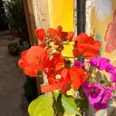 Bougainvillea spectabilis "Santa rita"