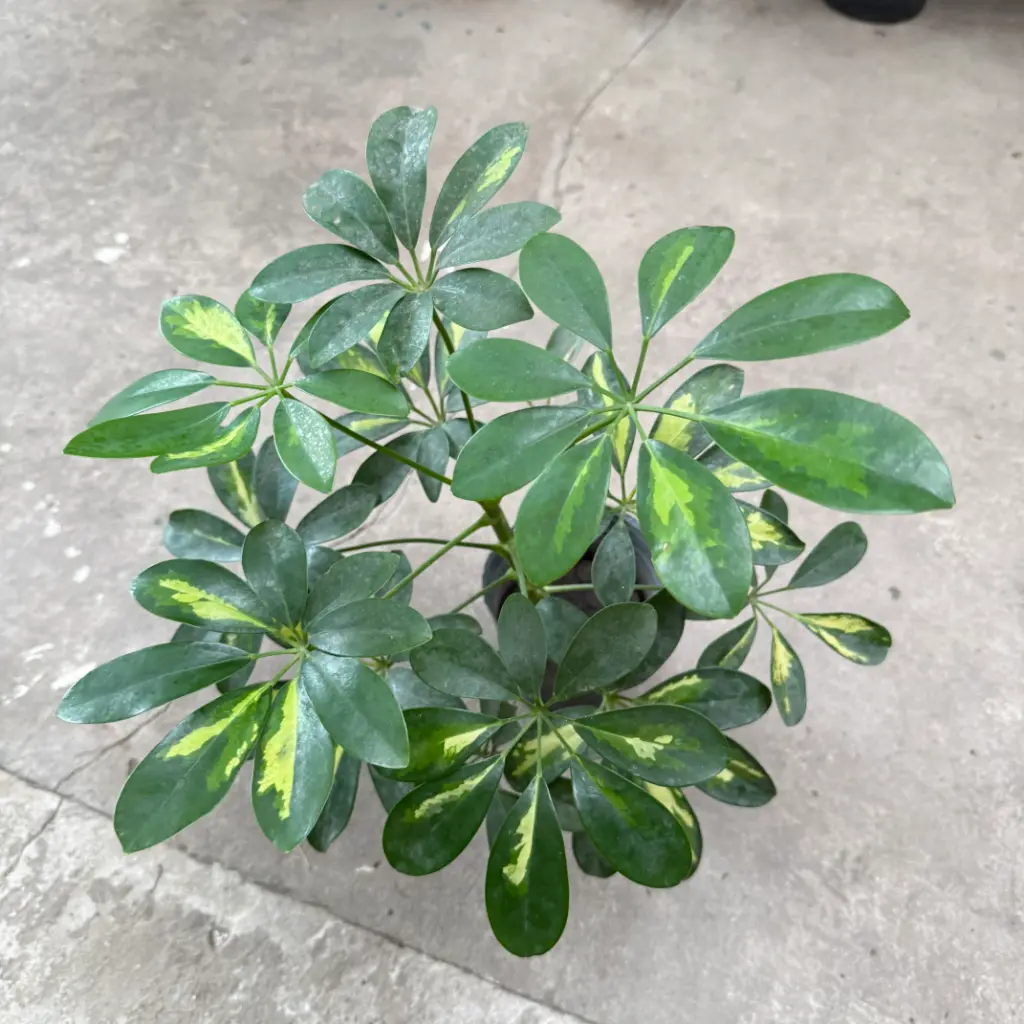 Schefflera "Aralia" Maceta N°12