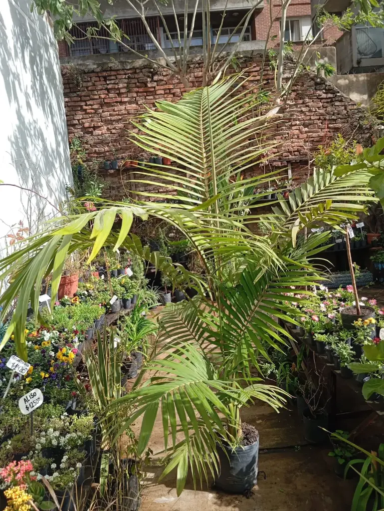 Seafortia Maceta 15 litros