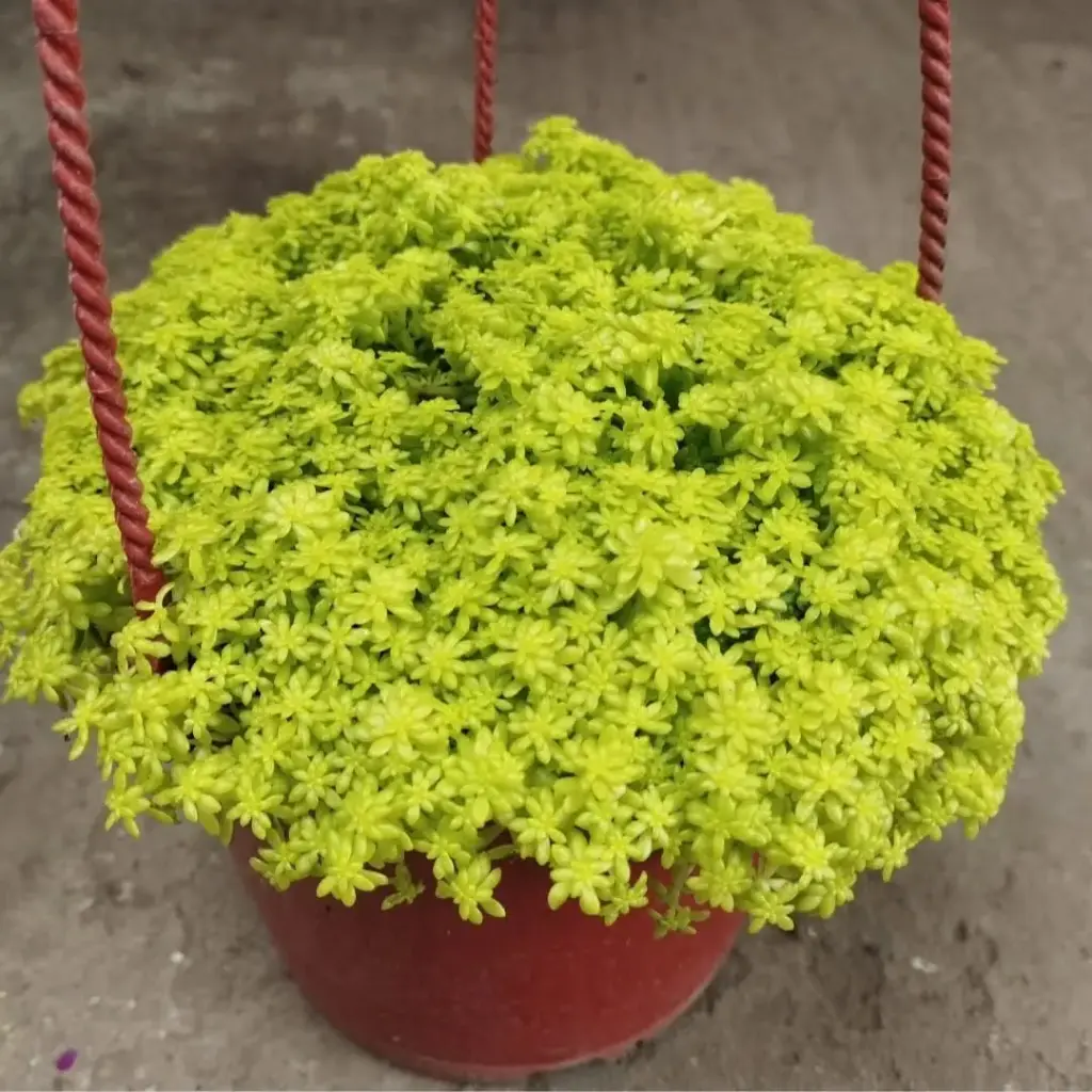 Sedum Tokio colgante
