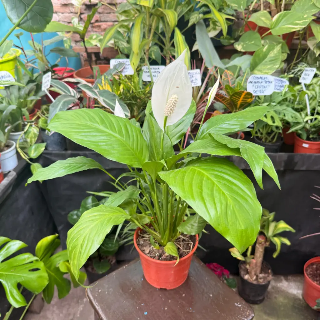 Spathiphyllum "Cuna de Moisés"