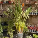 Strelitzia "Flor de pájaro" flor naranja grande