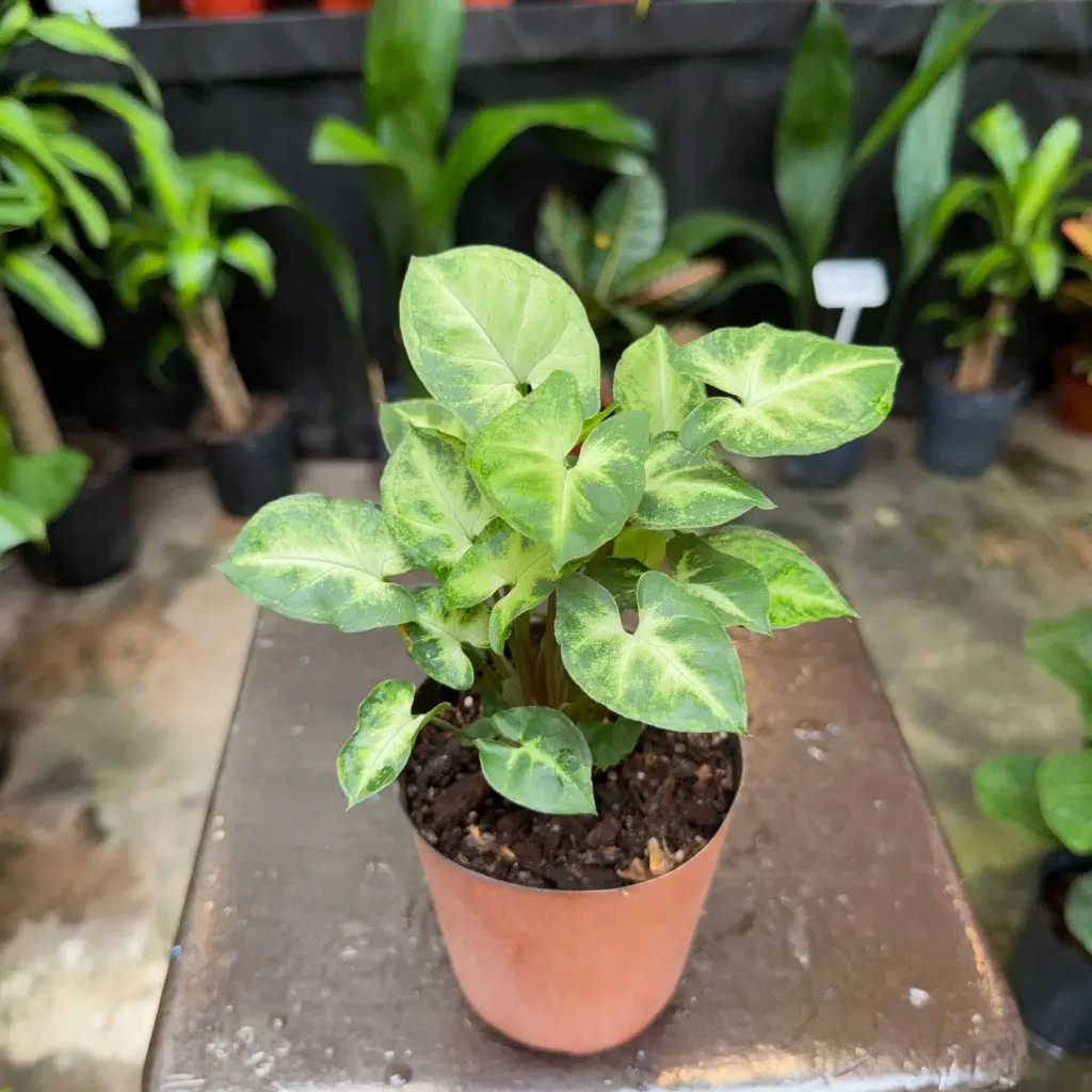 Syngonium pixie