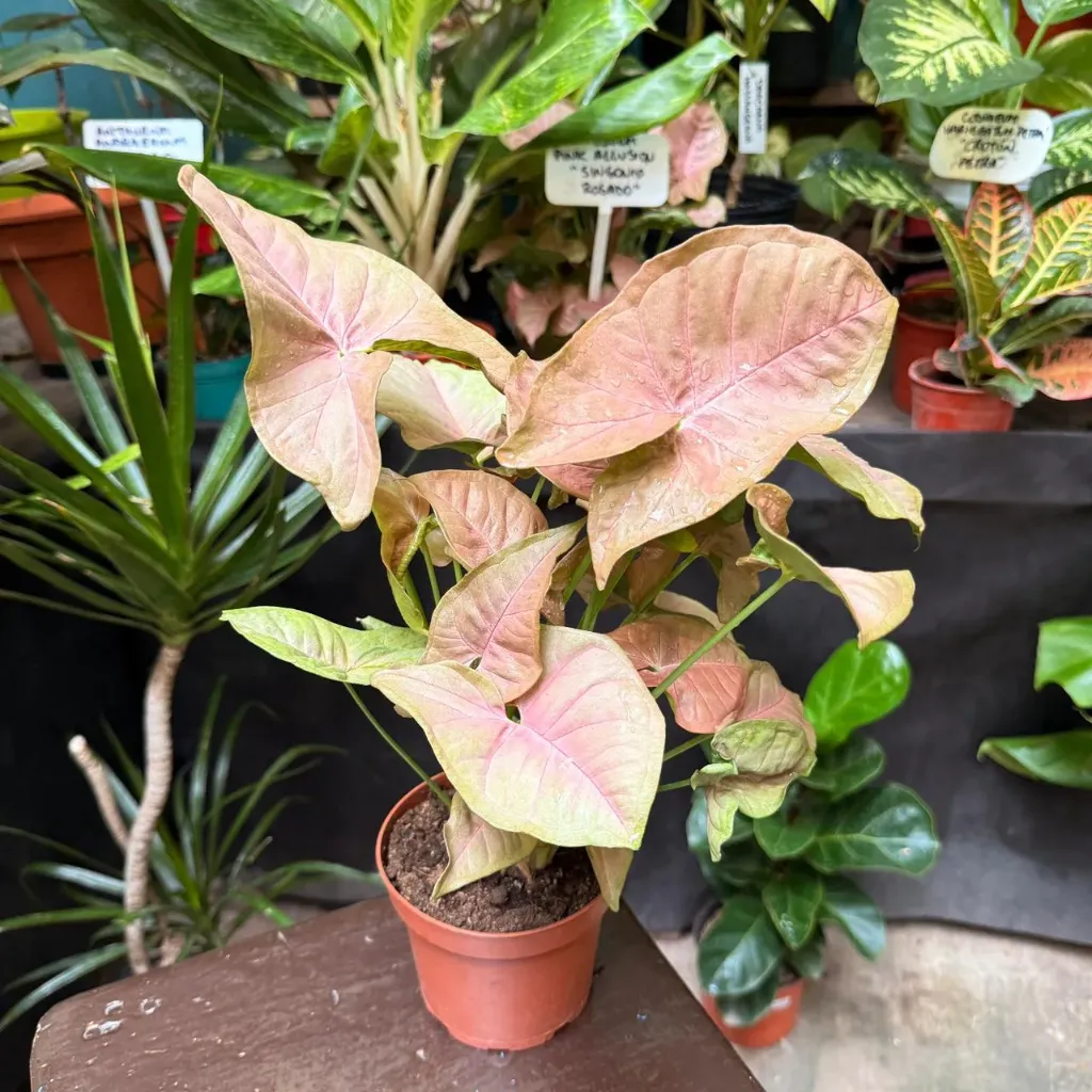 Syngonium Podophyllum Pink Allusion "Singonio rosado"