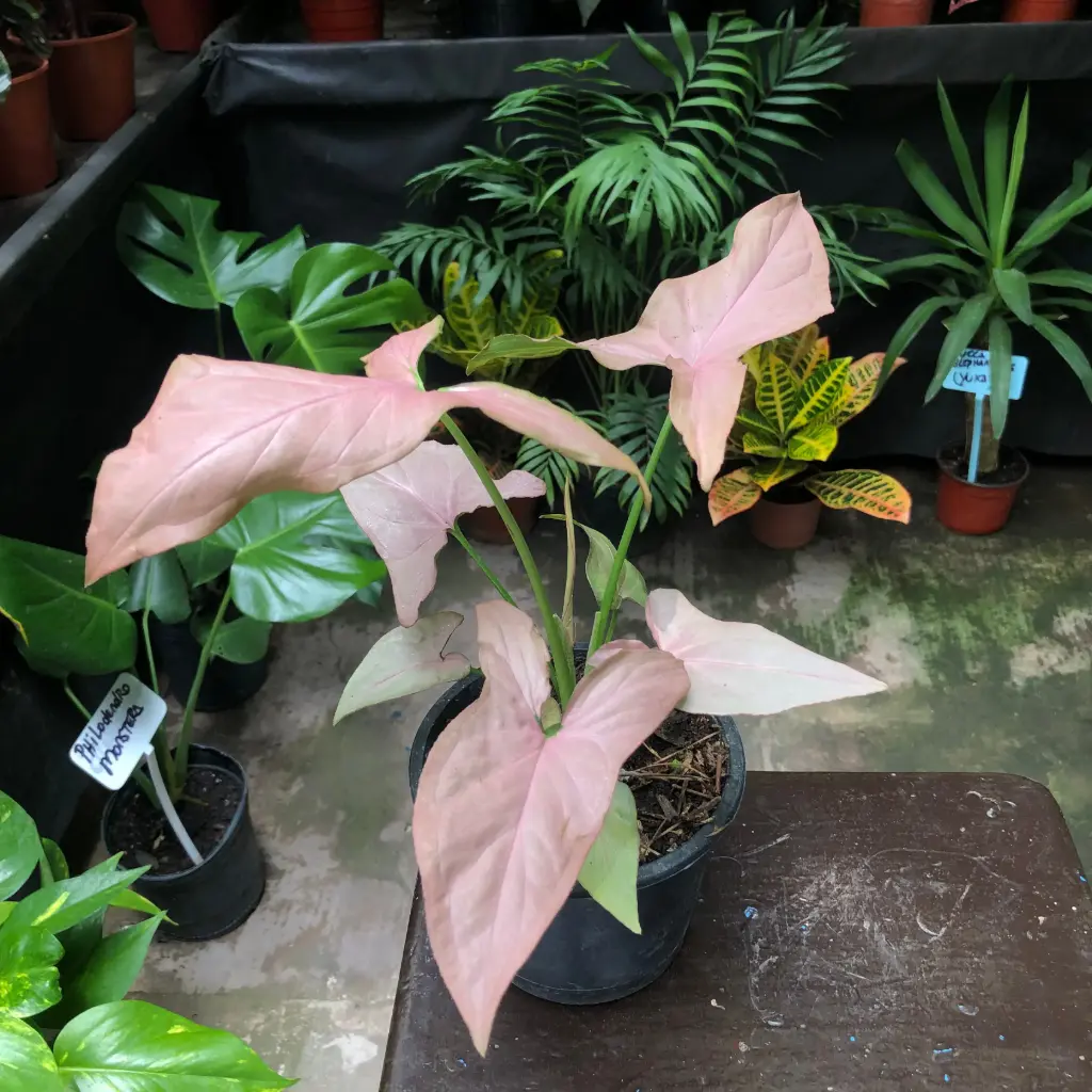 Syngonium Podophyllum Pink Allusion "Singonio rosado"