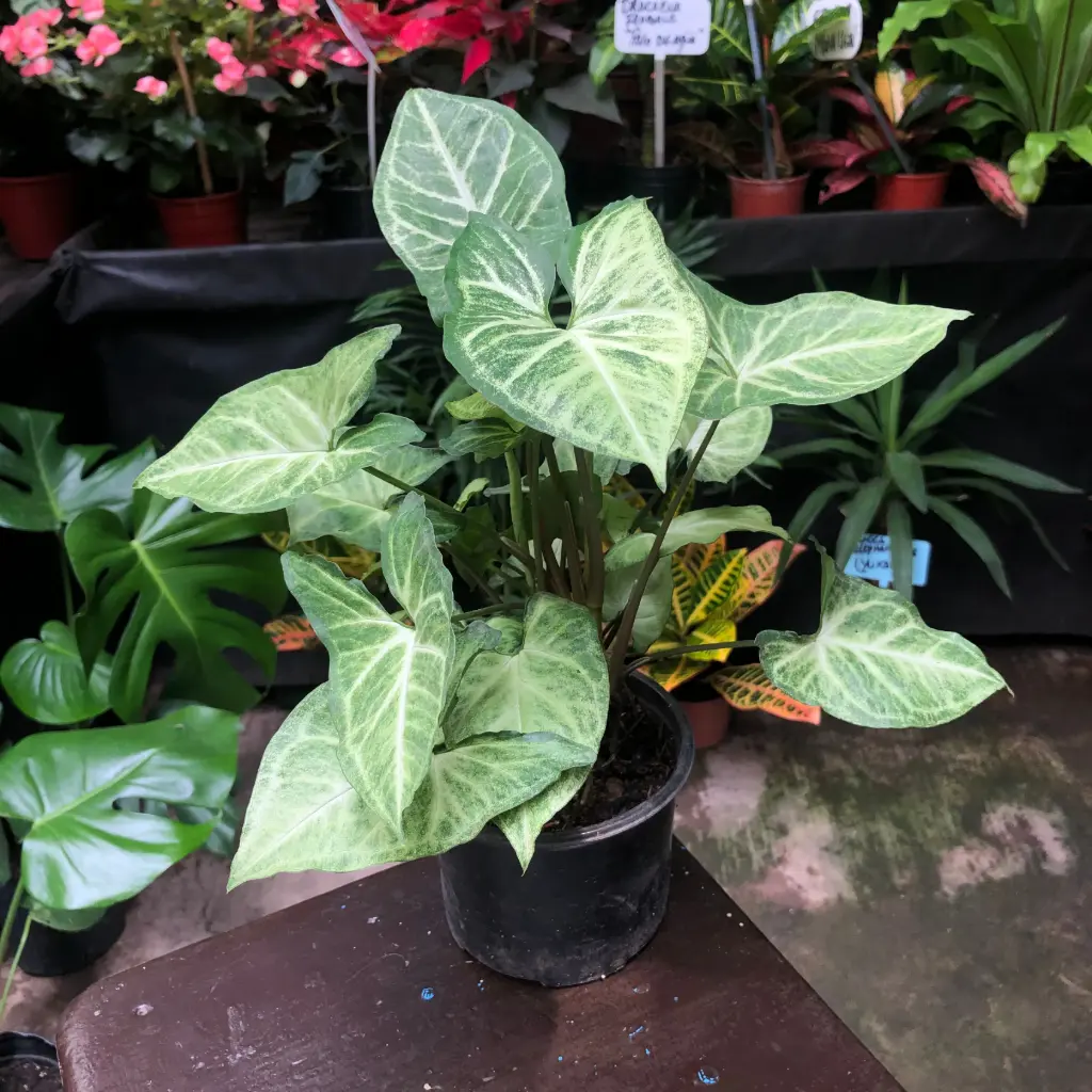 Syngonium podophyllum "Singonio"
