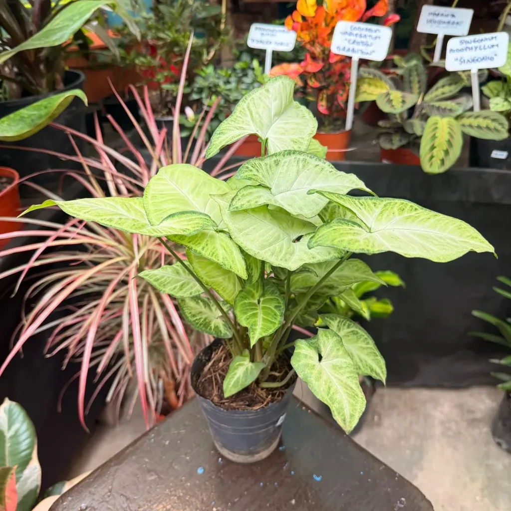 Syngonium podophyllum "Singonio"