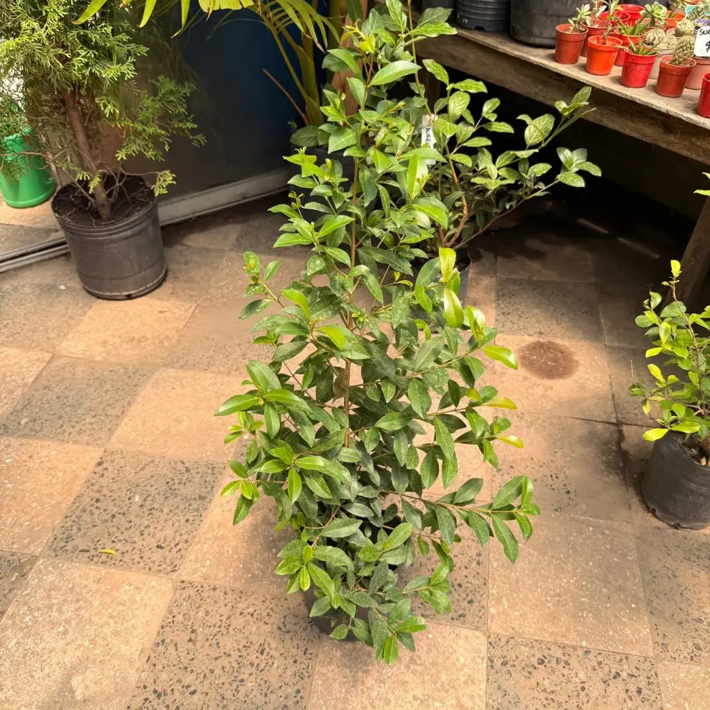 Syzygium Paniculatum "Eugenia" chico