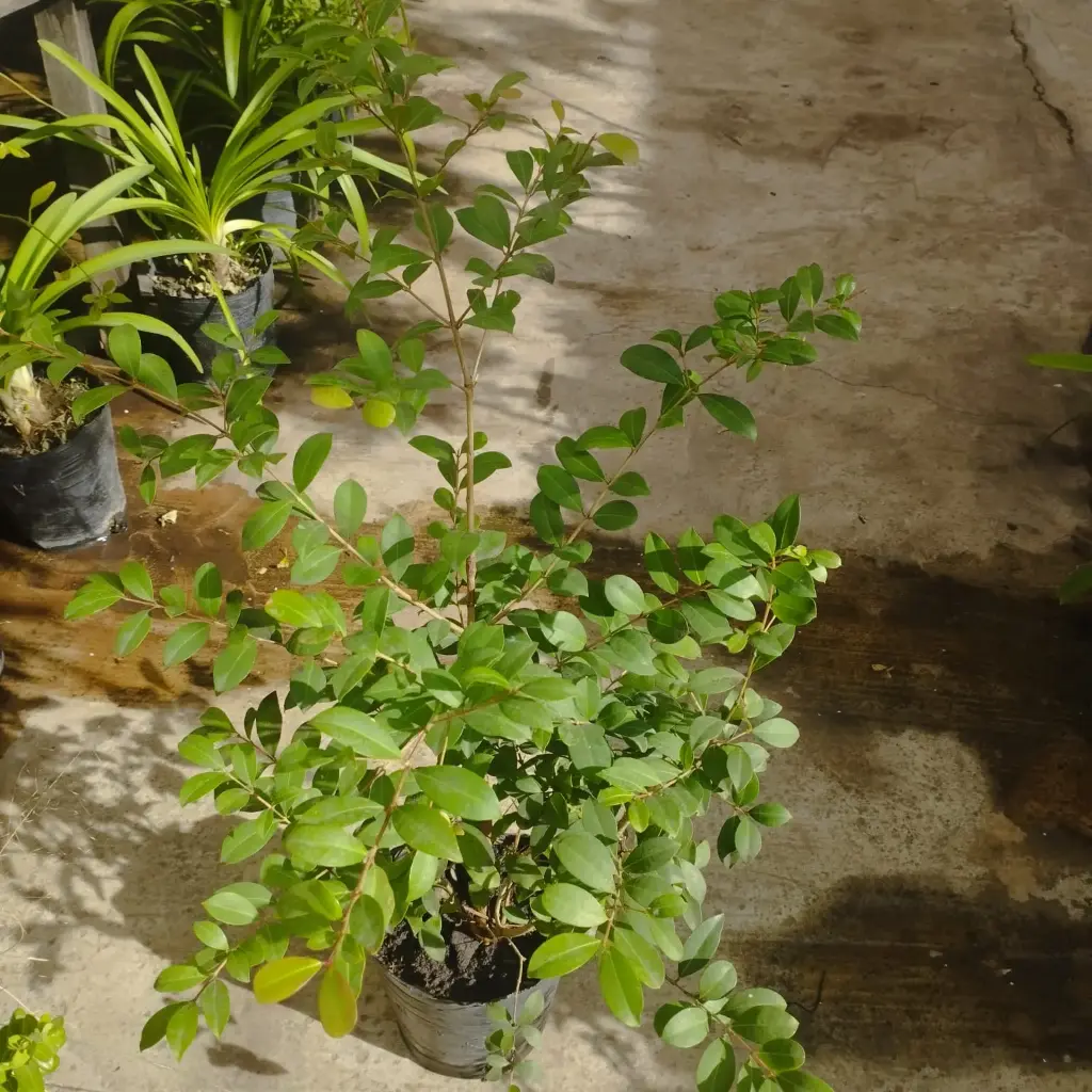 Syzygium Paniculatum "Eugenia" chico