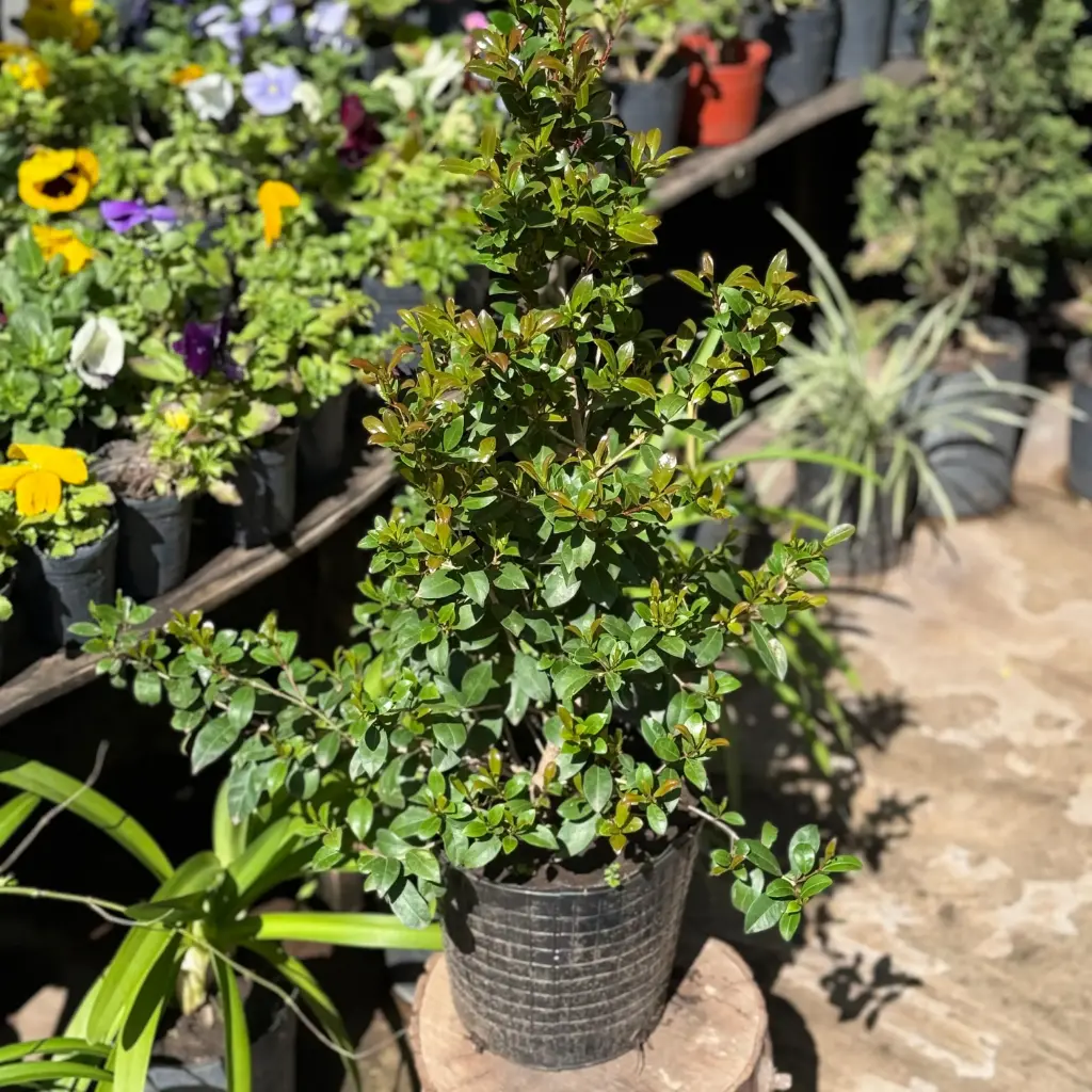 Syzygium Paniculatum "Eugenia" mediano