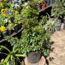 Syzygium Paniculatum "Eugenia" mediano