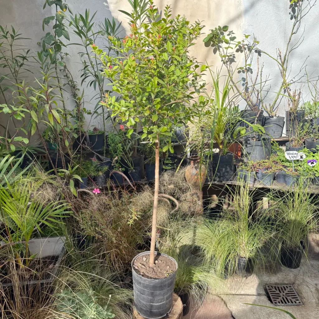 Syzygium Paniculatum "Eugenia Topiario" grande