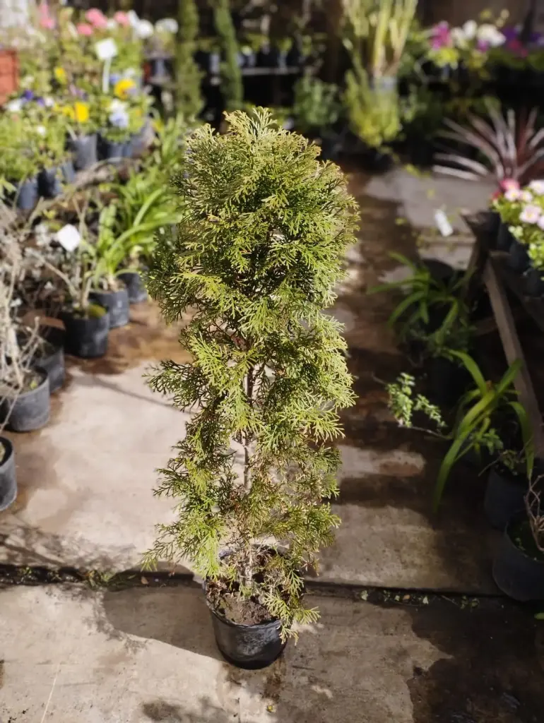 Thuja smarad pino Maceta 3 litros