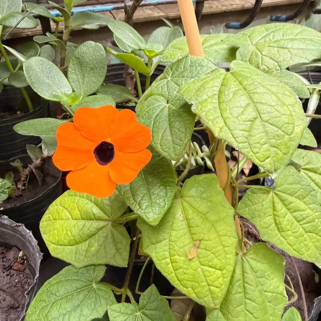 Thunbergia alata "Ojo de poeta"