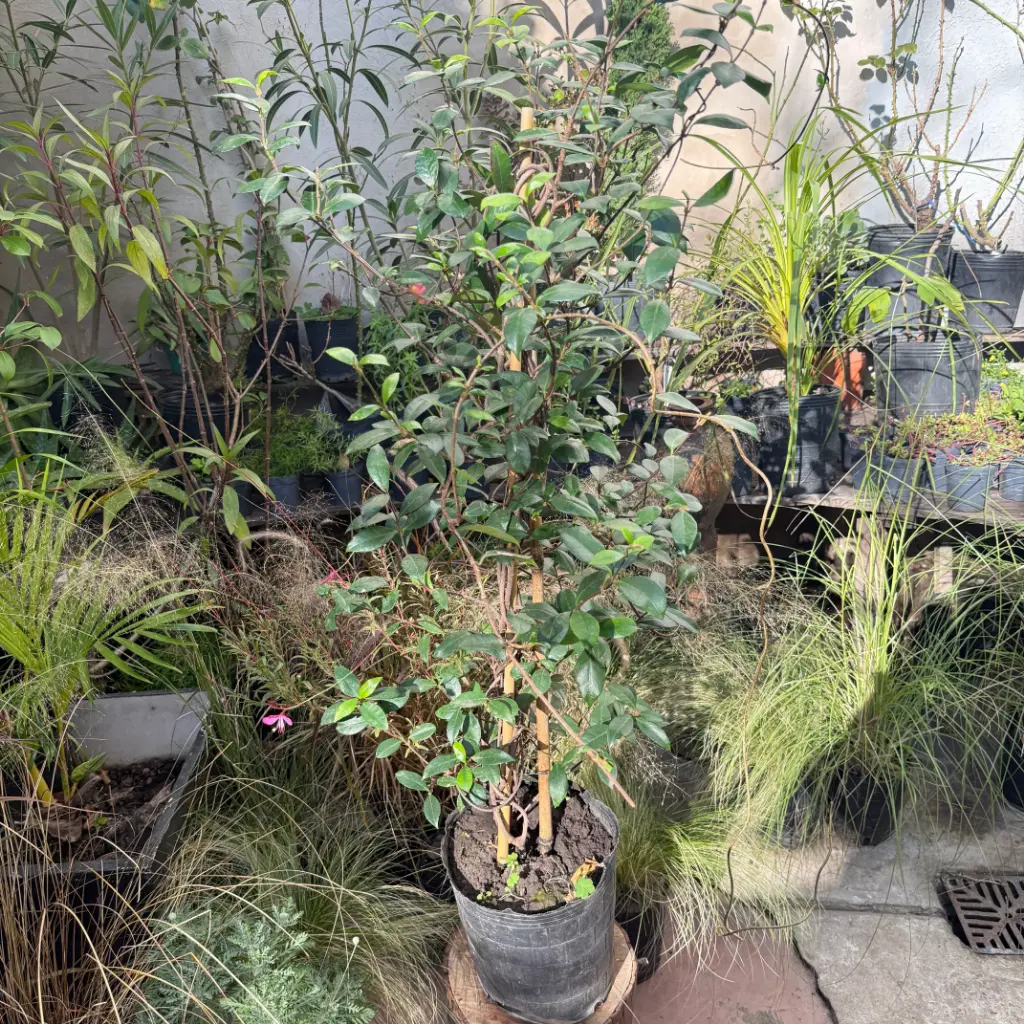 Trachelospermum jazminoide "Jazmín de leche" grande 