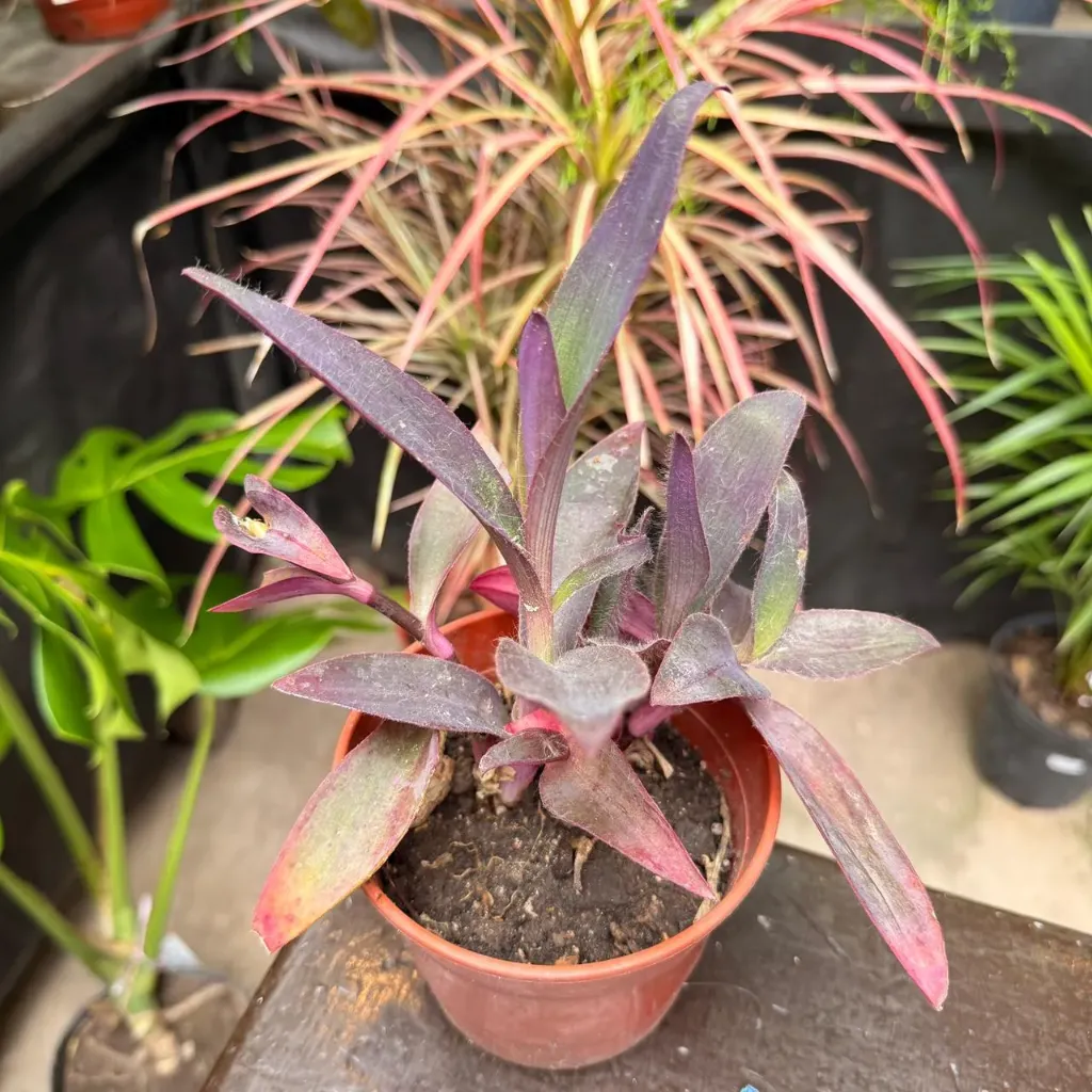Tradescantia Sitara Rosada
